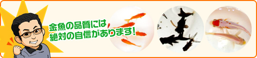 金魚の品質には絶対の自信があります!