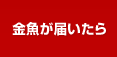 金魚が届いたら