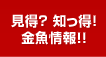 見得？知っ得！金魚の情報！！