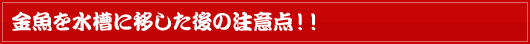 金魚を水槽に移した後の注意点！！