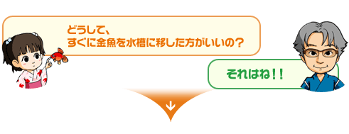 どうして、すぐに金魚を水槽に移した方がいいの？　それはね！！