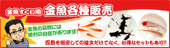 金魚すくい用 金魚各種販売 金魚の品質には絶対の自信があります