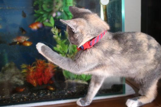 金魚の飼い方